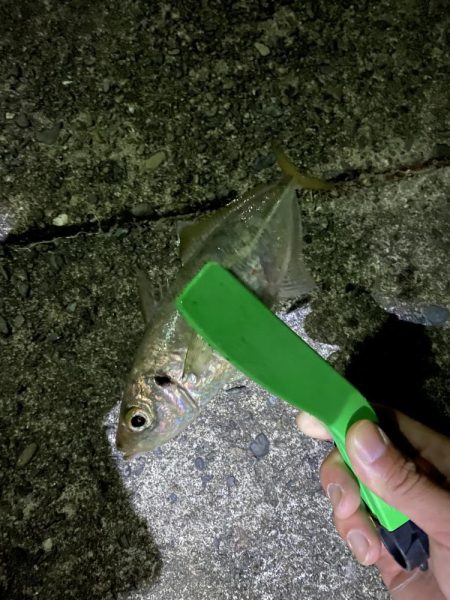 ナイトアジングです