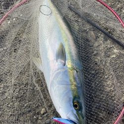 粘り勝ちの人生初青物