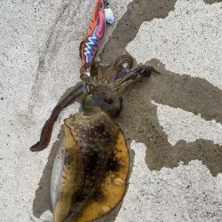 連日のエギング