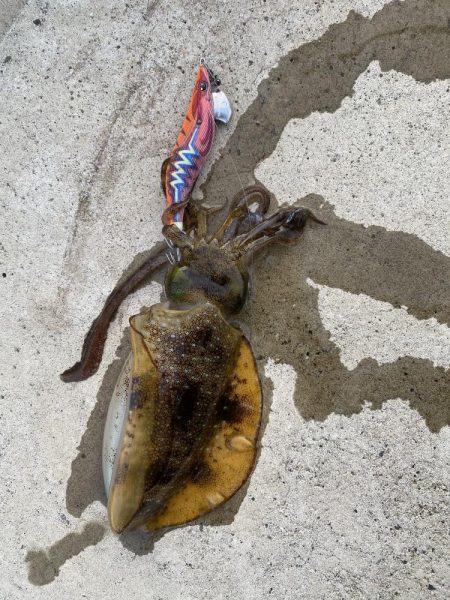 連日のエギング