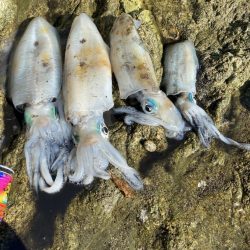 やっとティップランで！