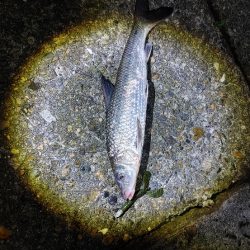 なんとかニゴイを釣りました