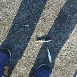 2年越しのタチウオ