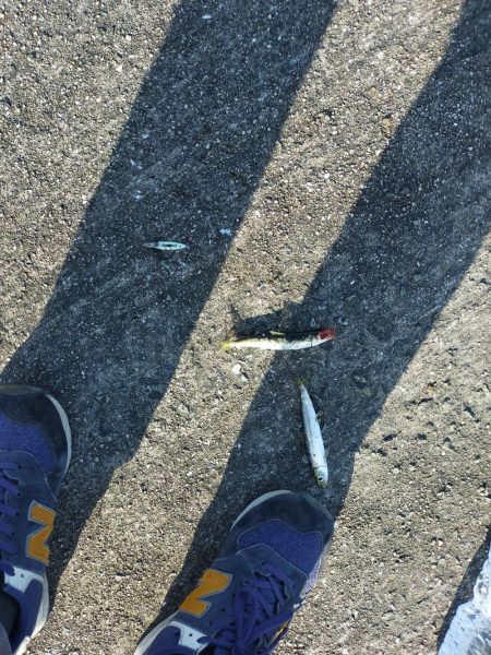 2年越しのタチウオ