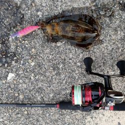 エギング墨付け完了