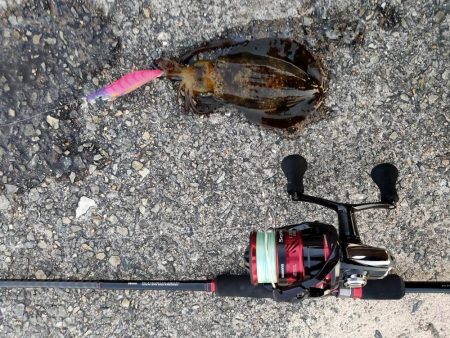 エギング墨付け完了