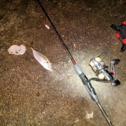 やっとシーズンインか？