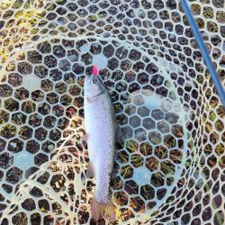 渋かったけど息子との久々の管釣りは楽しかった！