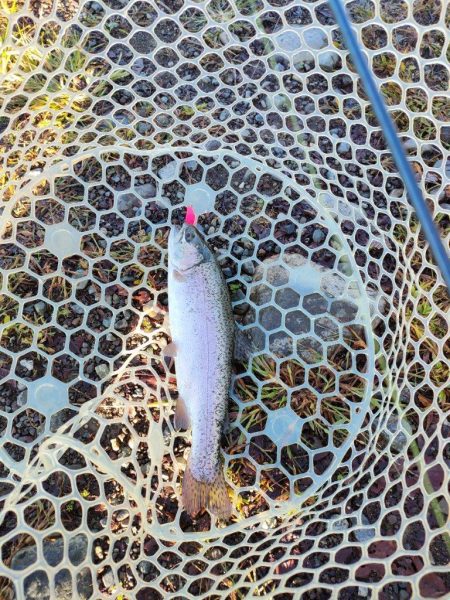 渋かったけど息子との久々の管釣りは楽しかった！