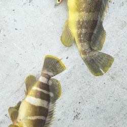 アオハタ高活性