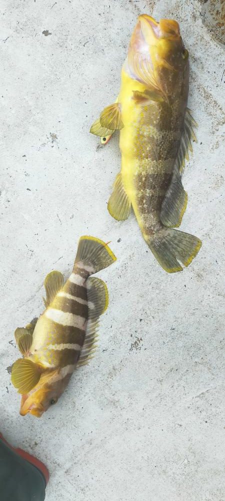 アオハタ高活性