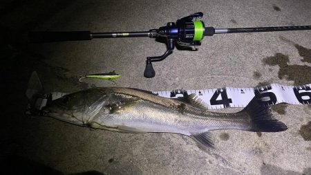 名古屋港シーバス