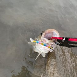 夕食にシーバスを頼まれて