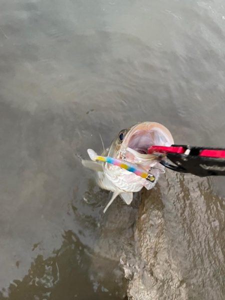 夕食にシーバスを頼まれて