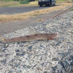 狙い通りの釣果！