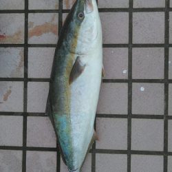 ハマチかメジロか｡｡｡