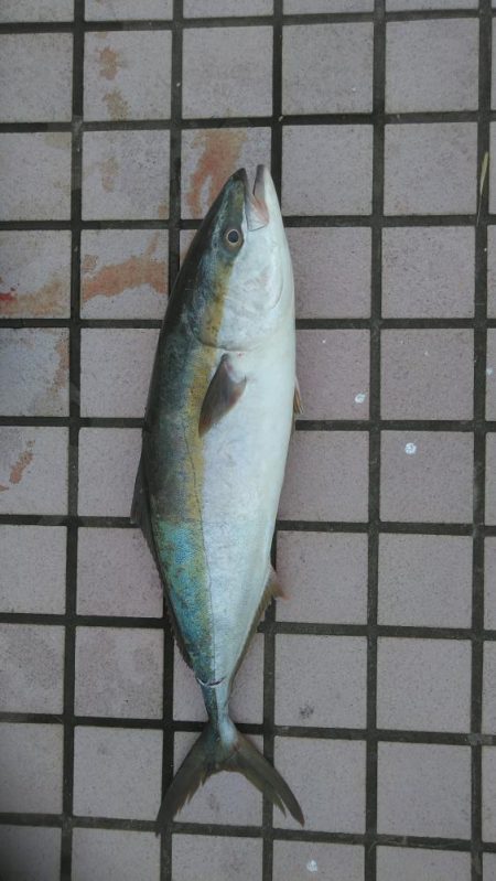 ハマチかメジロか｡｡｡