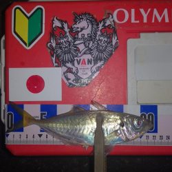 アジング練習　317