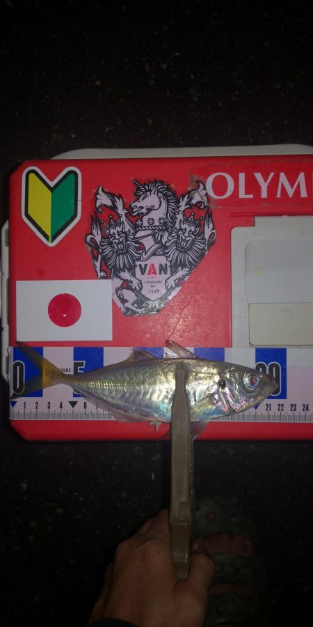 アジング練習　317