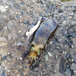 エギング@淡路島