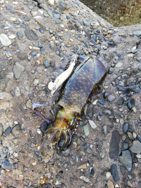 エギング@淡路島