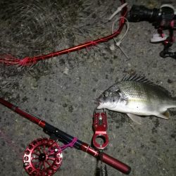 2021/10/02 南港ヘチ釣り