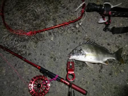 2021/10/02 南港ヘチ釣り