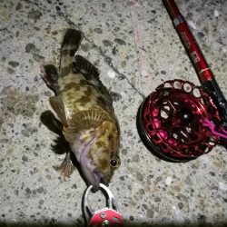 2021/10/03 南港ヘチ釣り（根魚狙い）