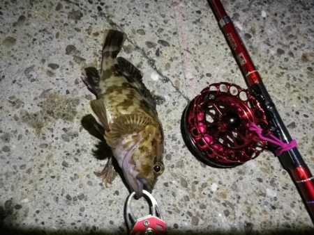 2021/10/03 南港ヘチ釣り（根魚狙…