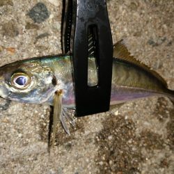 豆アジも考えを変えれば