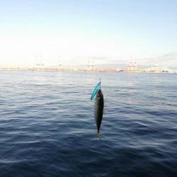 あいもかわらず鯖オンリー