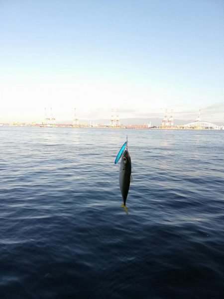 あいもかわらず鯖オンリー