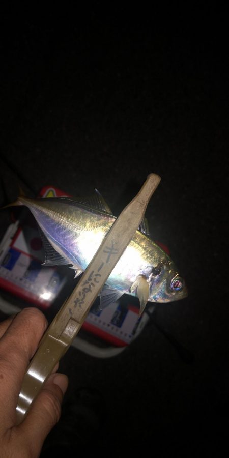 アジング練習319 　ゴミ拾い続けましょう…