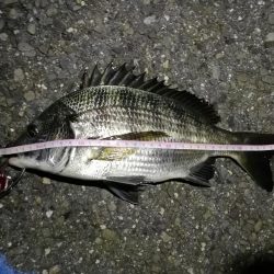 2021/10/04 南港ヘチ釣り