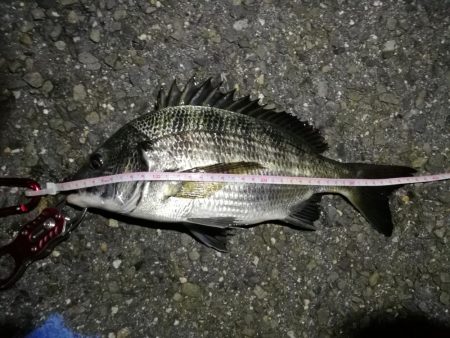 2021/10/04 南港ヘチ釣り