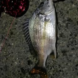 2021/10/06 南港ヘチ釣り