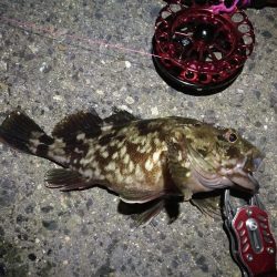 2021/10/07 南港ヘチ釣り（根魚狙い）