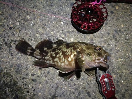 2021/10/07 南港ヘチ釣り（根魚狙い）