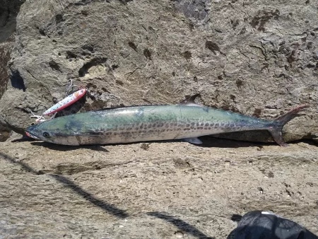 サバ読んで80センチ