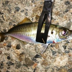 豆アジ時々アジ