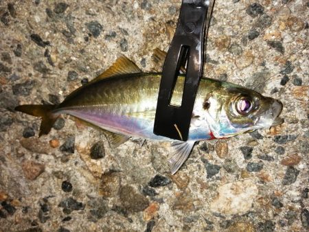 豆アジ時々アジ