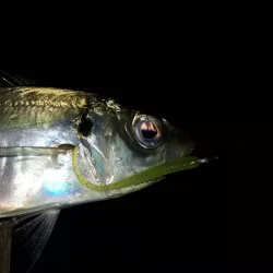 初めてのフロートアジング