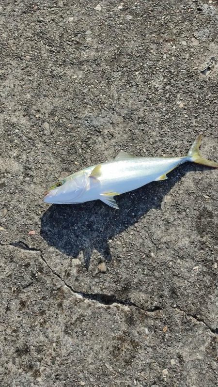 サバ飲ませでメジロ。