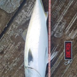 やっとメジロ(ギリギリ)