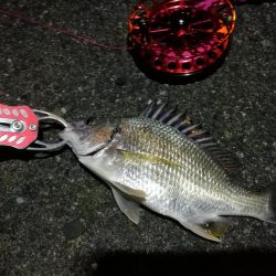 2021/10/09 南港ヘチ釣り