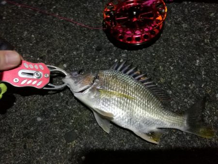 2021/10/09 南港ヘチ釣り