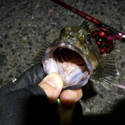 2021/10/10 南港ヘチ釣り（根魚狙い）