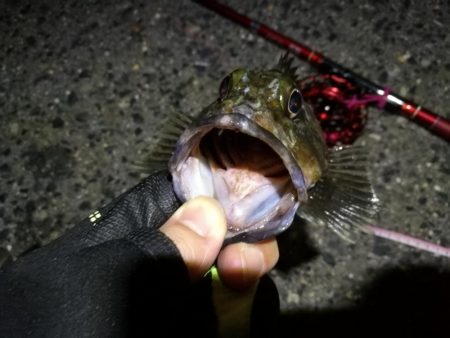 2021/10/10 南港ヘチ釣り（根魚狙い）