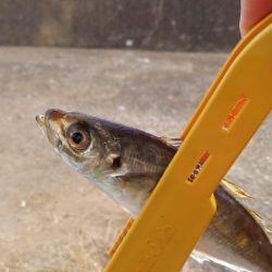 アジング～シーバスのはず…