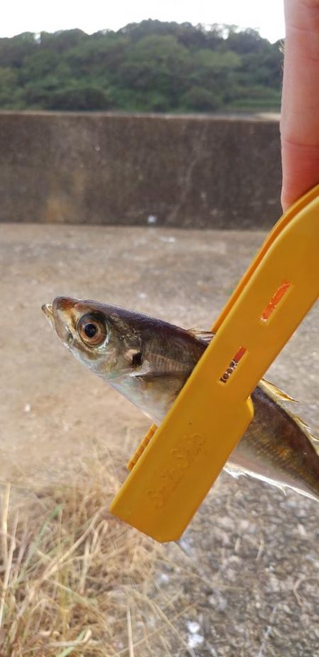 アジング～シーバスのはず…